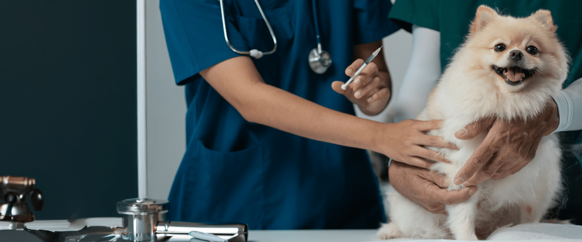 A small dog being gently held by a veterinarian while receiving a vaccine injection, illustrating pet vaccination and veterinary care.