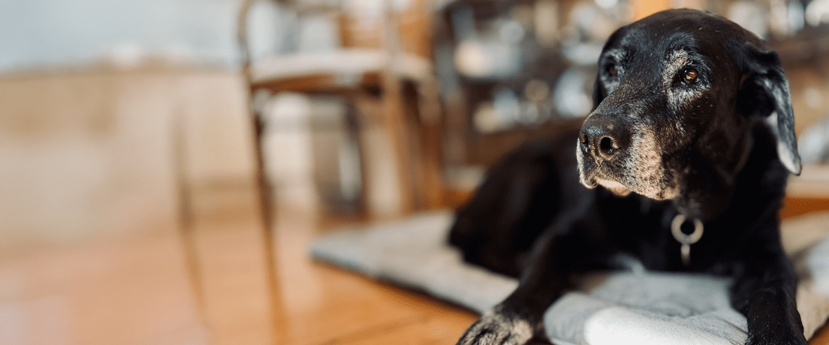 A senior black Labrador Retriever rests on a cushion indoors, looking gently toward the camera with a graying muzzle.