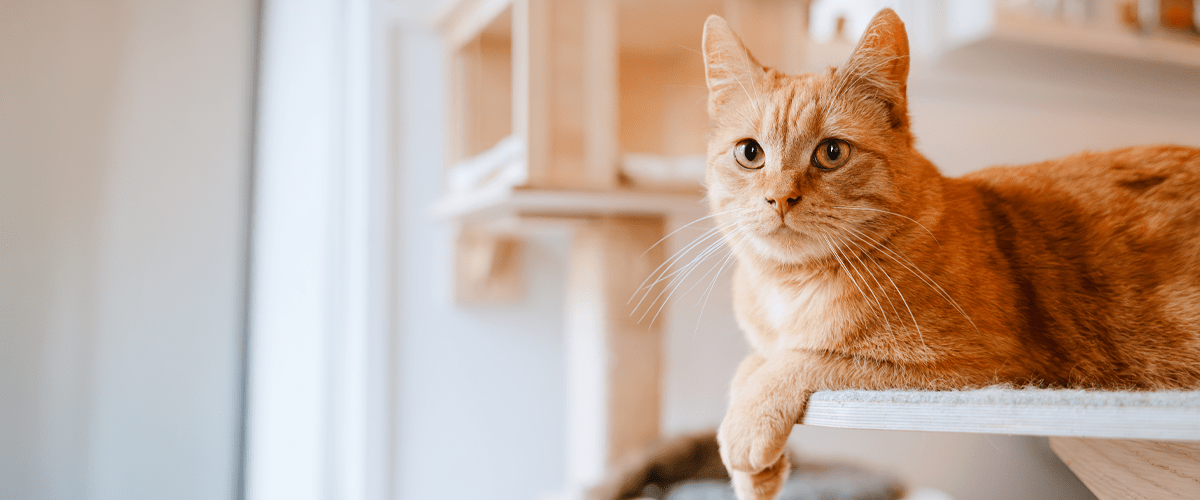 An orange tabby cat rests on a cat shelf and looks directly at the camera
