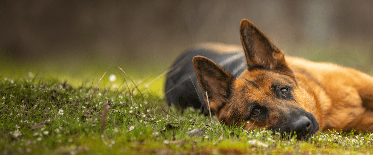 A German shepherd lies in the grass, a breed at high risk for hemangiosarcoma in dogs