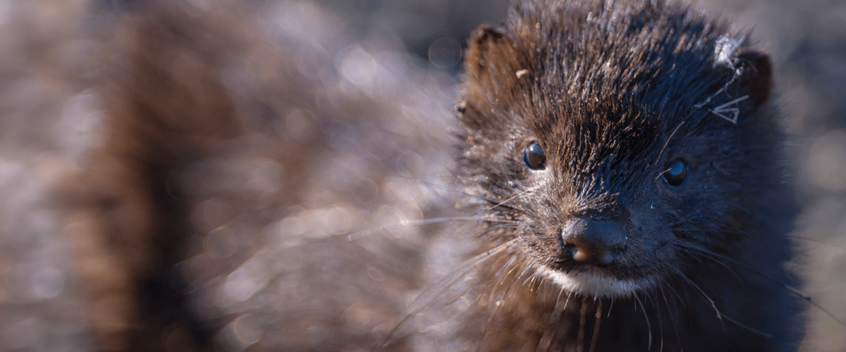 Close-up portrait of an American mink, the species featured in Morris Animal Foundation Veterinary Student Scholar Isabel Piccinini's research on environmental stress and population health