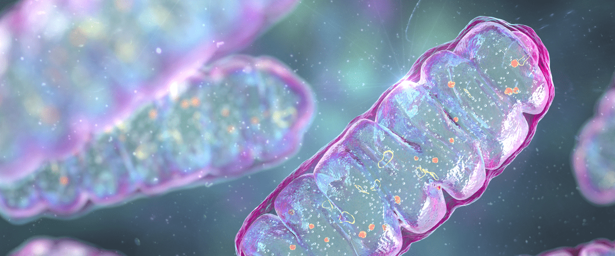 3D illustration of pink and purple mitochondria showing inner membrane folds and mitochondrial DNA, representing cellular energy production in animal cells.