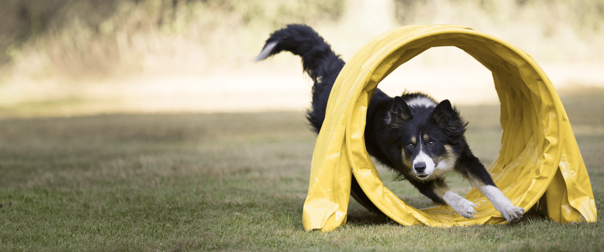 Dog participating in an agility course, an activity linked to better cognitive health in aging dogs.