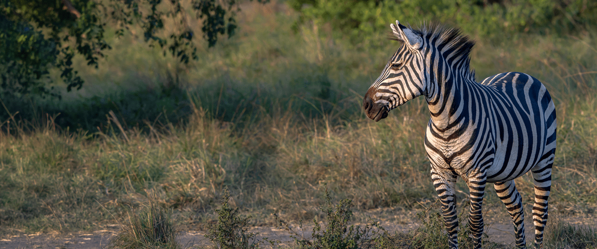 zebra in a green field looking off into the distance