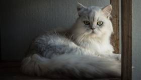 Photo of long-haired, white cat laying in a window