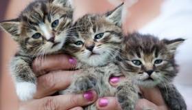 three kittens in a woman's hand