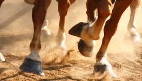 close-up of horse hooves running