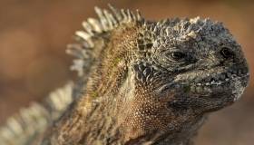 close-up of a large lizard