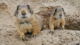 two prarie dogs coming out of a hole