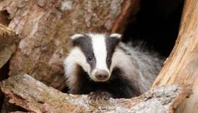 photo of badger coming out of a hole