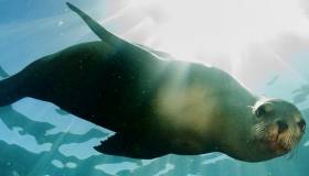 sea lion