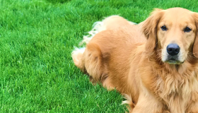When A Deadly Canine Cancer Strikes With Little Warning Morris Animal Foundation