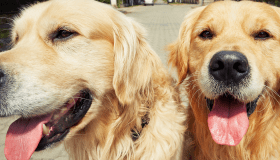 Golden Retrievers