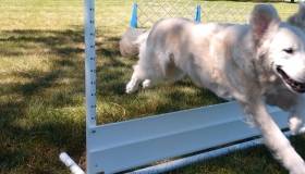 Spaying Neutering Large Breed Dogs Linked To Higher Risk Of Obesity And Nontraumatic Orthopedic Injuries Morris Animal Foundation