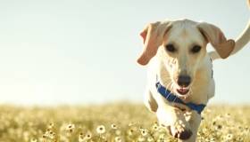 Understanding Hemangiosarcoma Morris Animal Foundation