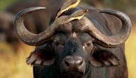 Water Buffalo