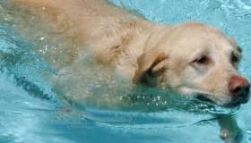 Canine Osteosarcoma A Deadly Bone Tumor Of Dogs