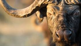 African Buffalo