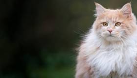 Long-Haired Cat