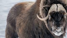 Musk Ox