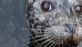 Seal