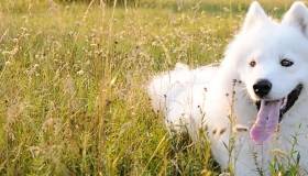 Samoyed Dog