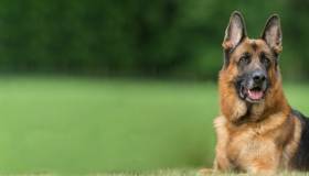 German Shepard