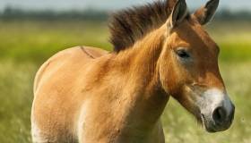 Przewalski’s Horse