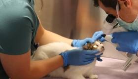 Cat with Veterinarian