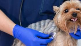 Dog with Veterinarian