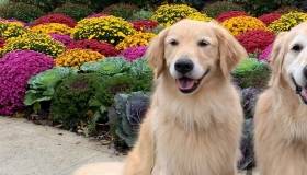 Golden Retrievers
