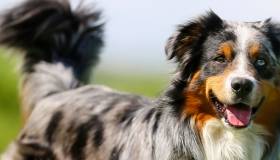 Australian Shepherd