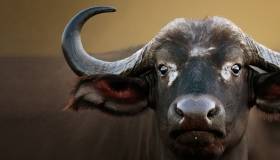 African Buffalo