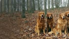 Golden Retrievers