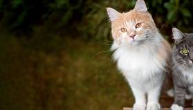 Cats