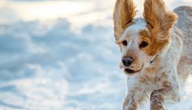 Dog running in snow