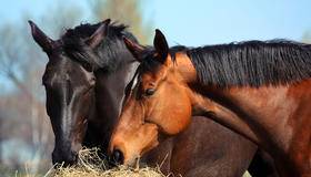 Black horse and brown horse eating hay