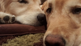 Faye Silverman's Golden Retrievers