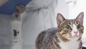 Cat with a veterinarian