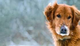 Golden retriever in the snow