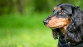 Dachshund