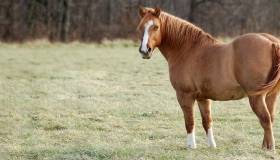 Horse in a field