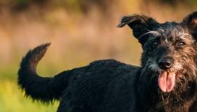 Dog in the grass