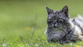 Cat laying in the grass