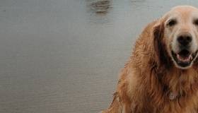 Understanding Golden Retriever Pigmentary Uveitis Morris Animal Foundation