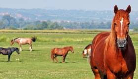 Horses in a field