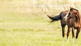 Horse in a field