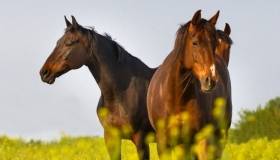 Horses in a field