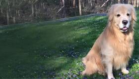Golden Retriever Hero Dog