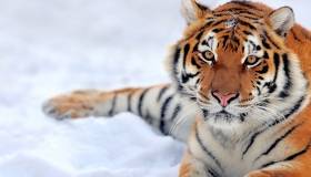 Tiger in the Snow